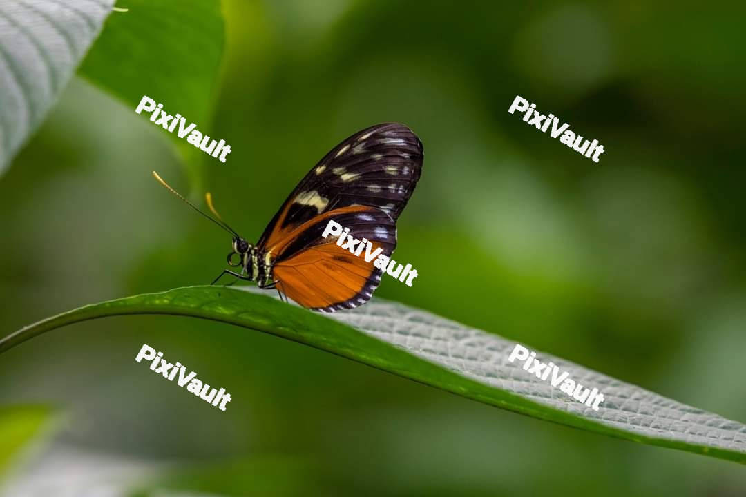 Butterfly on a green leaf